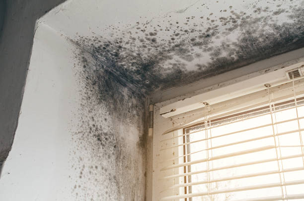 Affordable Mold Removal solutions in Pendleton, OR